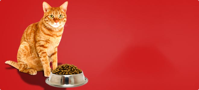 Αγοράστε υγιεινή τροφή για g;atew από το animalitos.gr φαγητό για γάτες