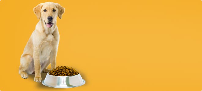 Υγιεινή τροφή για σκύλους - animalitos.gr φαγητό για σκύλους